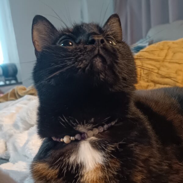 Collier - Pierres naturelles pour chat